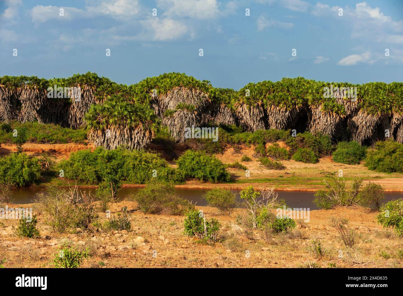 Palmiers Doum, Hyphaene coriacea, le long de la rivière Galana, Parc national de Tsavo East, Kenya. Banque D'Images