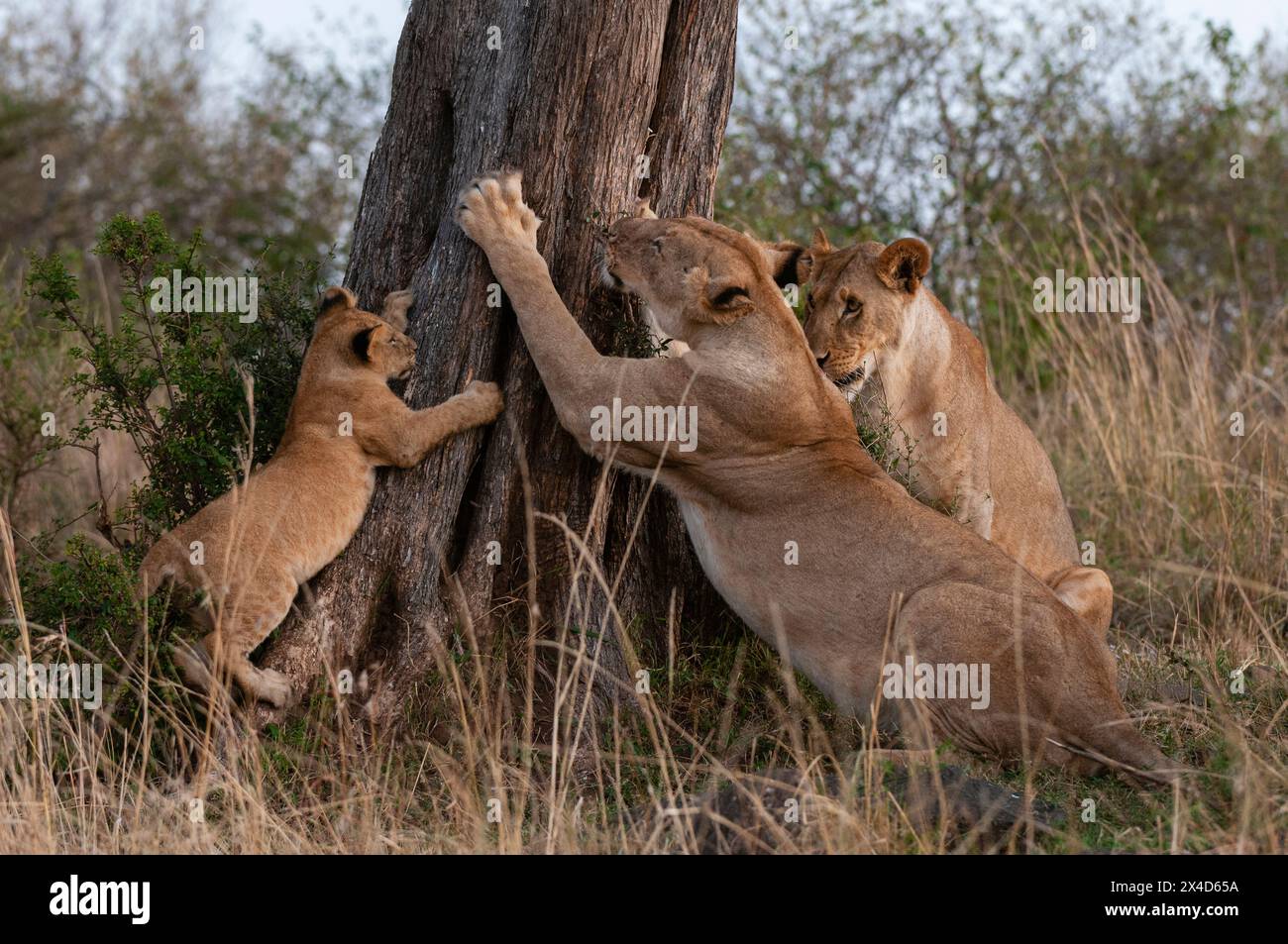 Deux lioness, Panthera leo, et un cub rayant sur un arbre.Réserve nationale de Masai Mara, Kenya. Banque D'Images