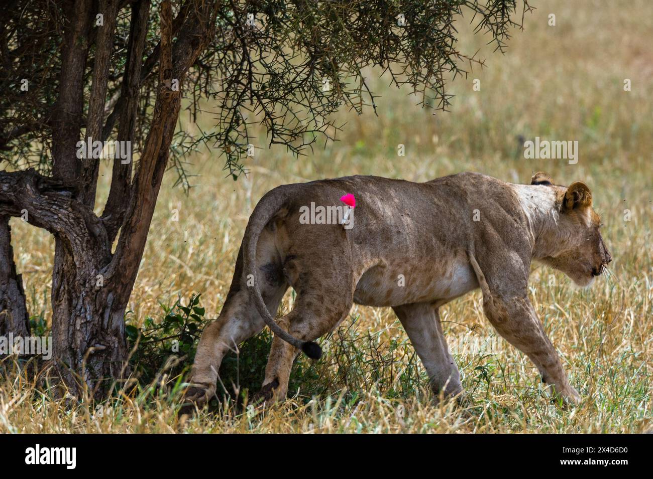 Une lionne blessée est foncée pour être traitée par l'unité vétérinaire mobile du Kenya Wildlife Services.VOI, zone de conservation de Tsavo, Kenya. Banque D'Images