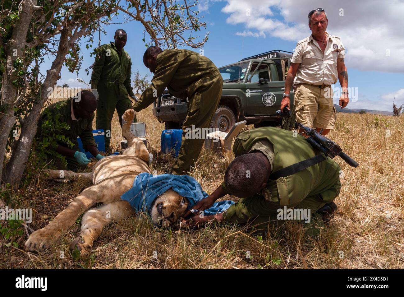 Une lionne blessée soignée par l'unité vétérinaire mobile Kenya Wildlife services. VOI, zone de conservation de Tsavo, Kenya. (Usage éditorial uniquement) Banque D'Images