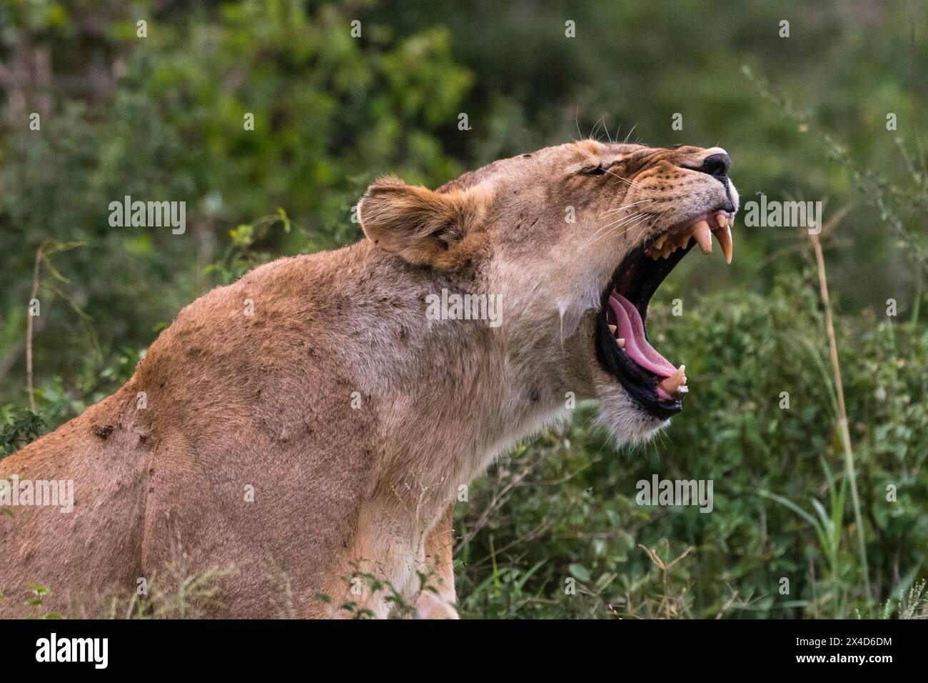 Un bâillement sans lioness, Panthera leo, dans la brousse sur un kopje connu sous le nom de Lion Rock dans la réserve de Lualenyi.VOI, parc national de Tsavo, Kenya. Banque D'Images