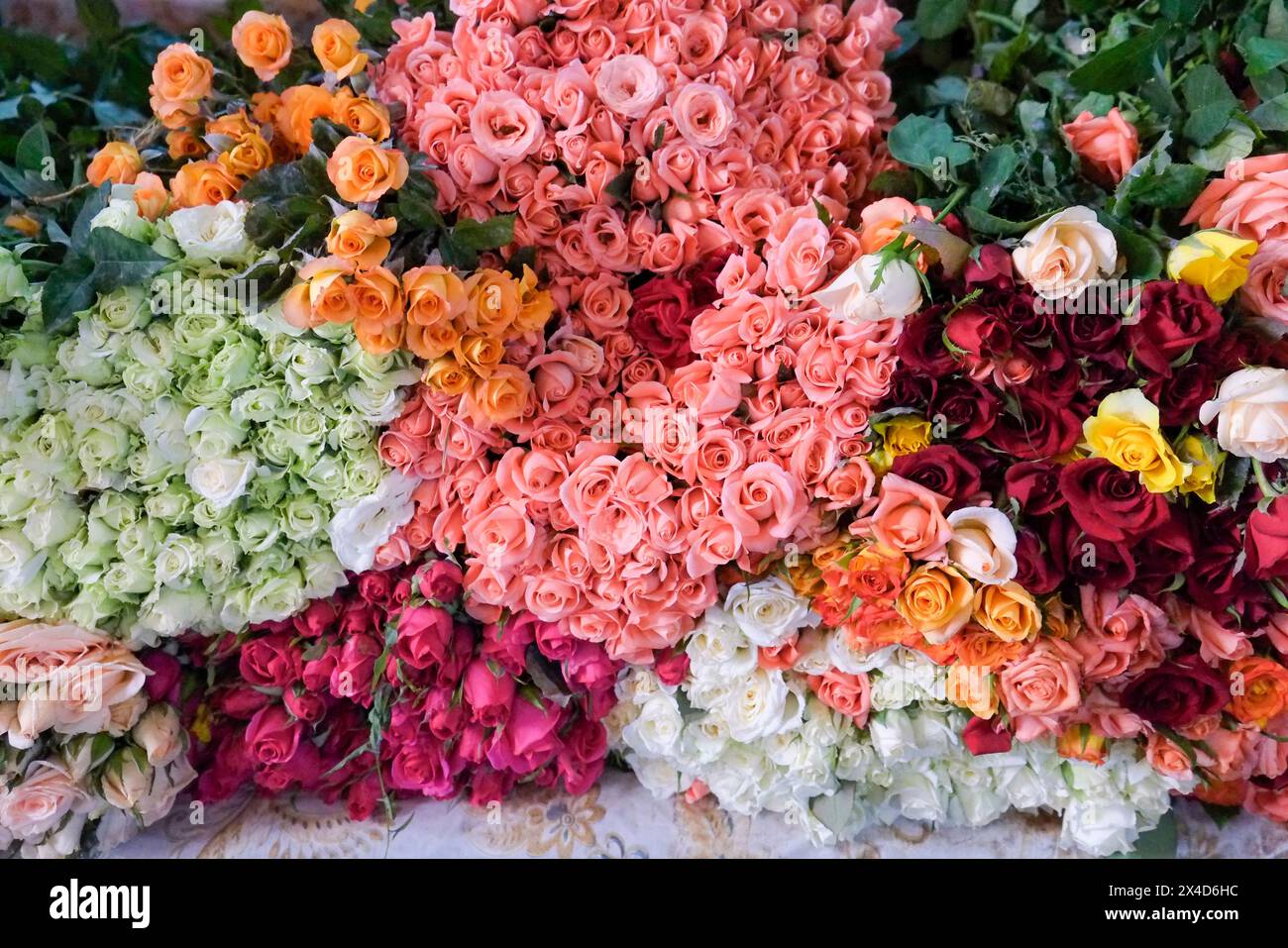 Marrakech, Maroc. Roses à vendre dans la médina Banque D'Images