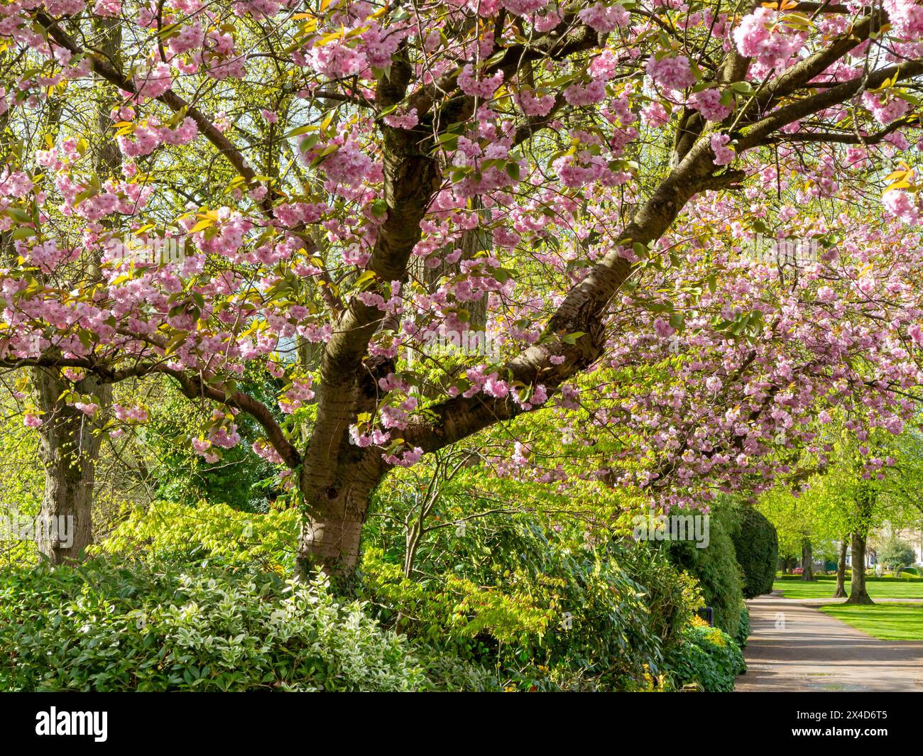 Fleur rose sur les cerisiers au printemps dans Hall Leys Park Matlock Derbyshire Angleterre Royaume-Uni. Banque D'Images