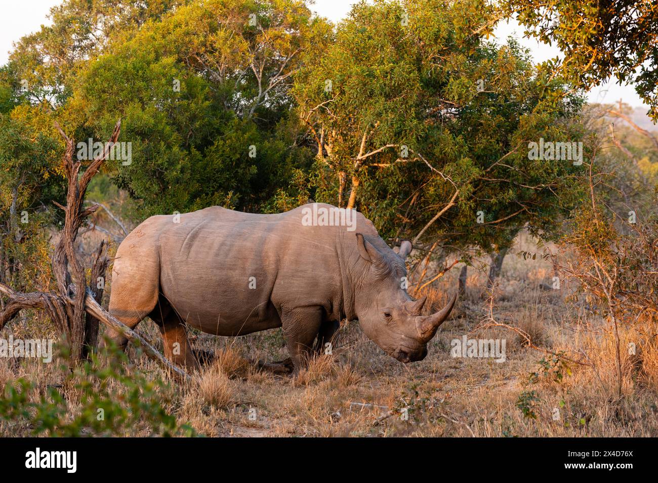 Portrait d'un rhinocéros blanc, Ceratotherium simum.Mala Mala Game Reserve, Afrique du Sud. Banque D'Images
