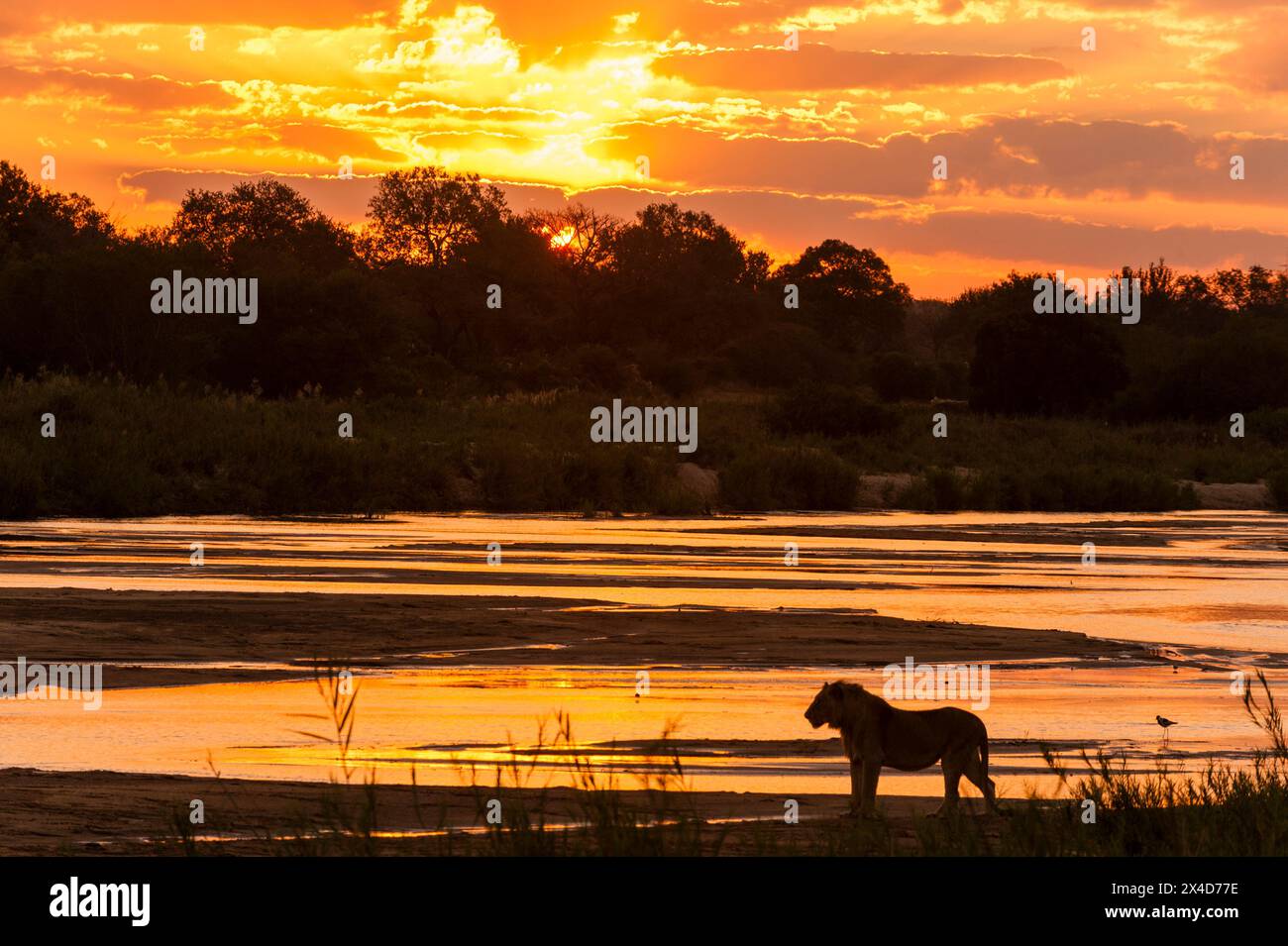 Un lion silhoueté, Panthera leo, marchant le long de la rivière Sand au coucher du soleil.Sand River, réserve de gibier de Mala Mala, Afrique du Sud. Banque D'Images