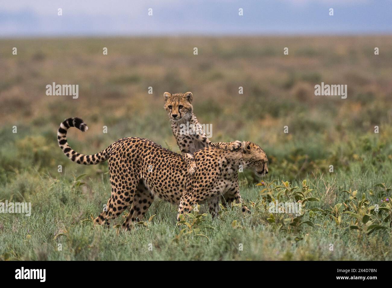 Un guépard, Acinonyx jubatus, une mère et un cub jouant.Ndutu, zone de conservation de Ngorongoro, Tanzanie Banque D'Images