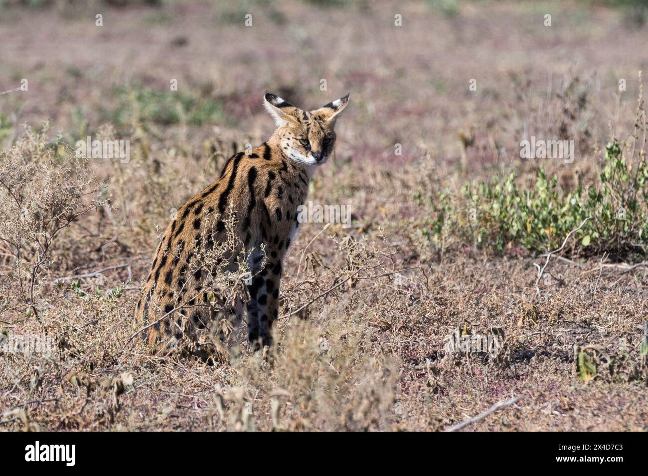 Portrait d'un serval, Leptaturus serval.Ndutu, zone de conservation de Ngorongoro, Tanzanie Banque D'Images