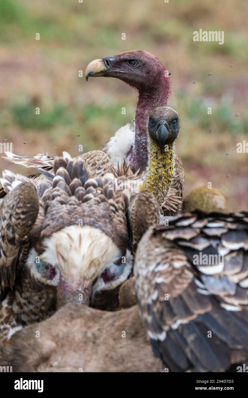 Vautours à dos blanc, Gyps africanus, sur une carcasse.Ndutu, zone de conservation de Ngorongoro, Tanzanie. Banque D'Images