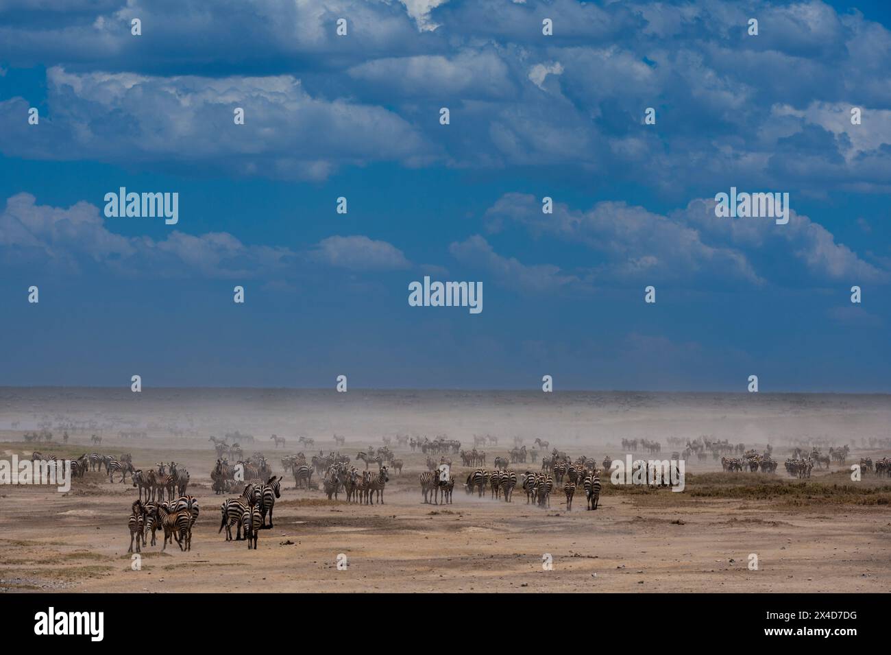 Des centaines de Zèbre de Burchell, Equus Quagga Burchellii, dans la vallée cachée.Ndutu, zone de conservation de Ngorongoro, Tanzanie. Banque D'Images