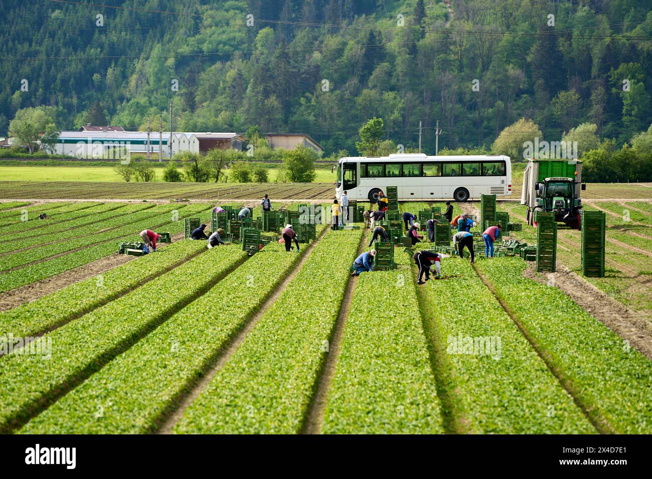 Innsbruck, Autriche - 1er mai 2024 : ouvriers de récolte amenés dans le champ agricole en bus pendant la récolte de fruits ou de légumes dans un champ. Travailleurs saisonniers emballant les produits récoltés dans des boîtes vertes à côté d'un tracteur *** Erntehelfer die mit einem bus zum landwirtschaftlichen Feld gebracht wurden BEI der Ernte von Obst oder Gemüse auf einem Acker. Saisonarbeiter packen geerntetes in Grüne Kisten neben einem Traktor Banque D'Images