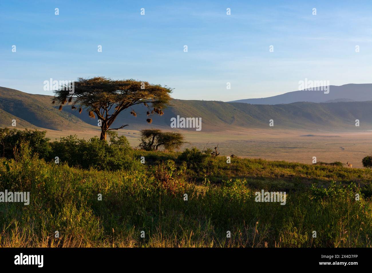 Vue sur le cratère de Ngorongoro.Zone de conservation de Ngorongoro, Tanzanie. Banque D'Images