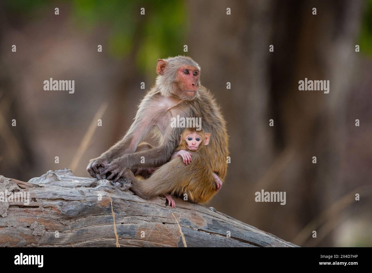 Un singe macaque rhésus, Macaca mulatta, avec son nouveau-né dans le parc national indien de Bandhavgarh.Madhya Pradesh, Inde. Banque D'Images