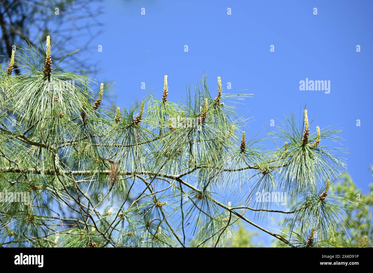 Croissance printanière fraîche sur Pinus wallichiana, ou pin du Bhoutan Royaume-Uni avril Banque D'Images