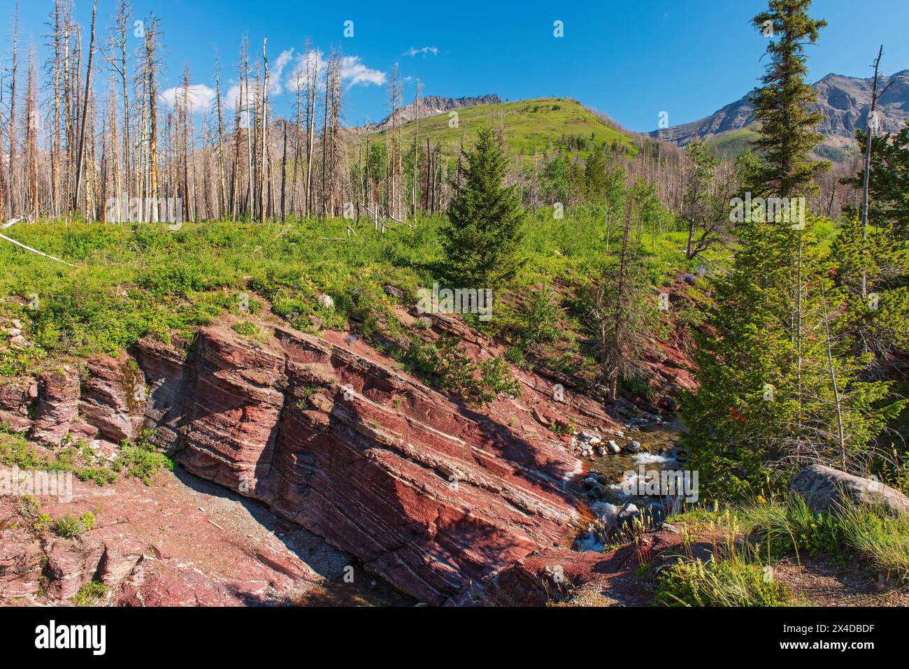 Canada, Alberta, Parc national des Lacs-Waterton. Paysage de montagne avec forêt brûlée et ruisseau. Banque D'Images