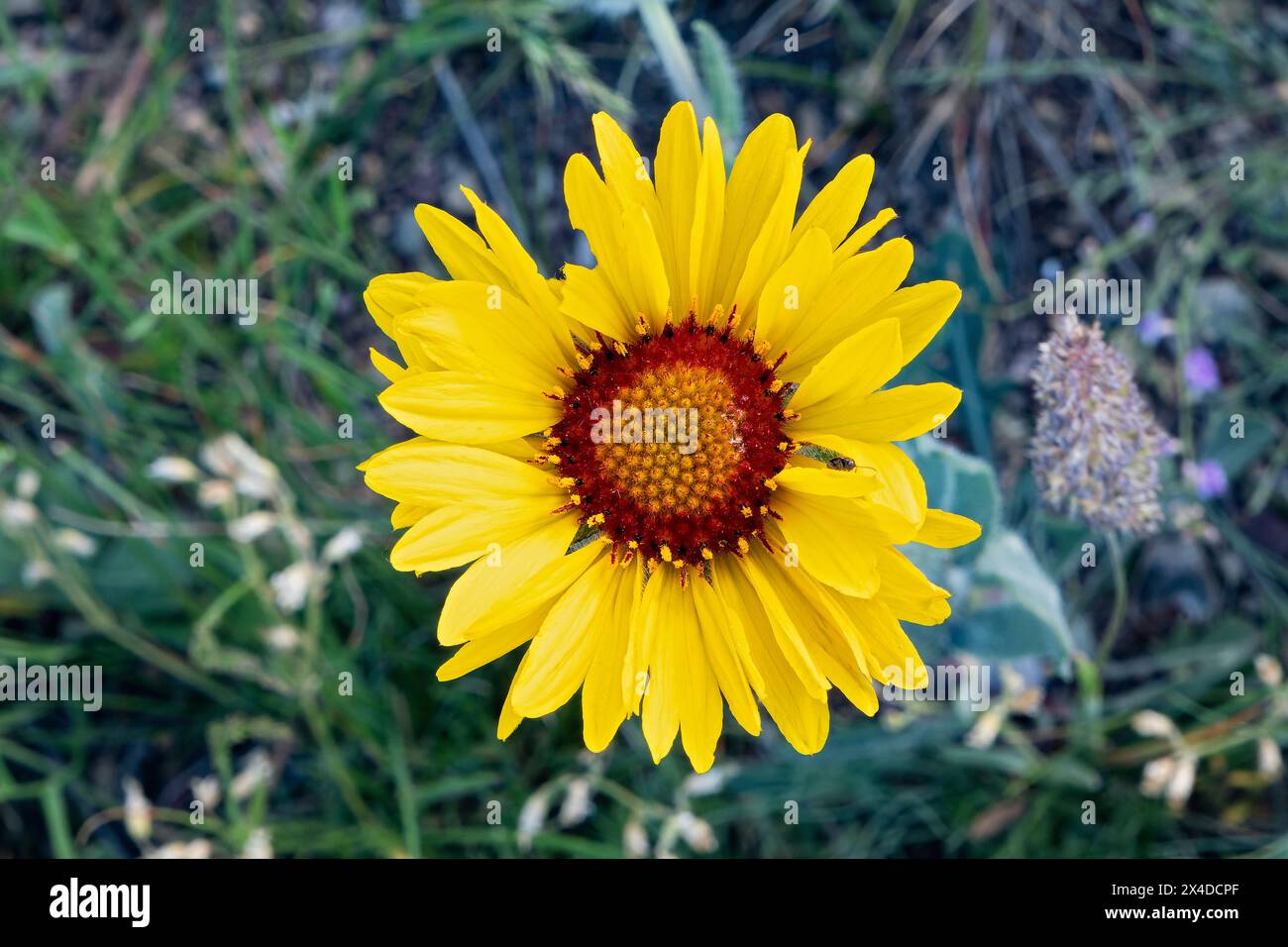 Canada, Alberta, Parc national des Lacs-Waterton. Fleur de Susan aux yeux bruns sur la prairie. Banque D'Images