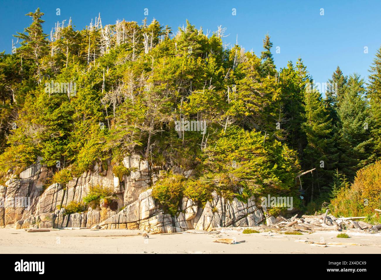 Canada, Colombie-Britannique, passage intérieur. Plage et falaise boisée sur l'île Calvert. Banque D'Images