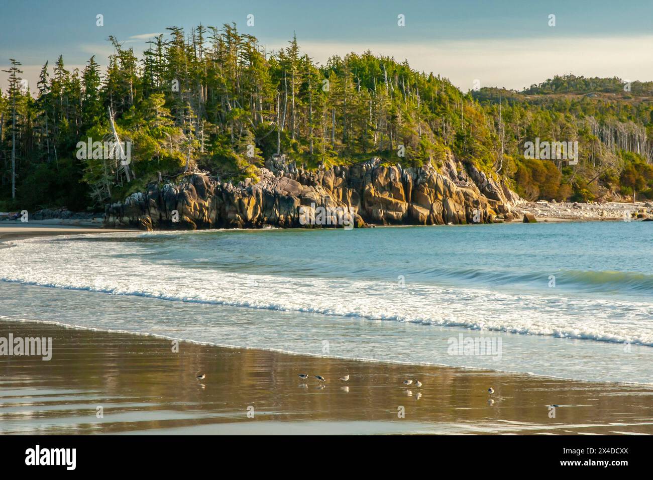 Canada, Colombie-Britannique, passage intérieur. Plage océanique de Calvert Island et falaises boisées. Banque D'Images