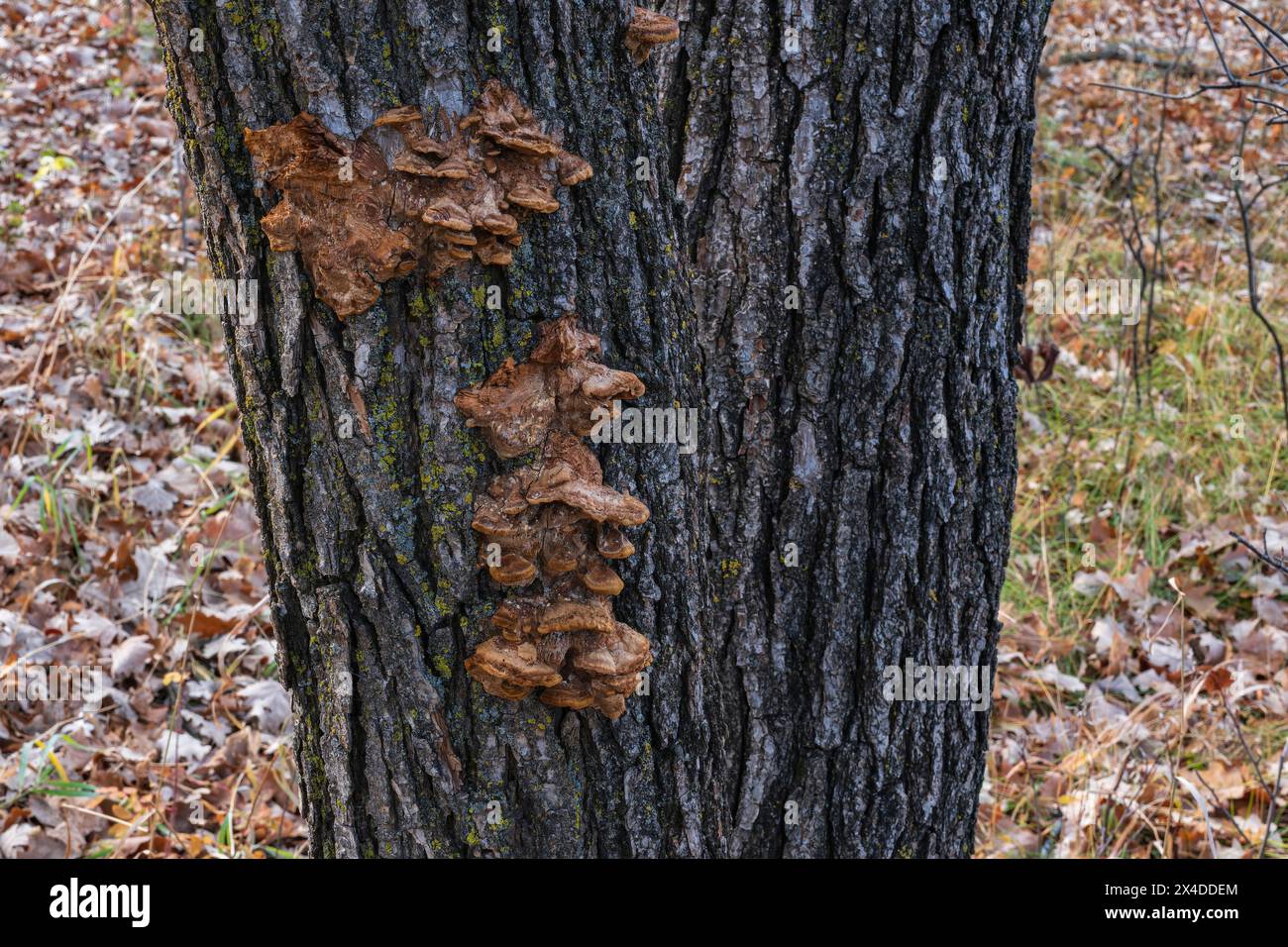 Canada, Manitoba, Winnipeg. Accrochez le champignon sur l'arbre. Banque D'Images