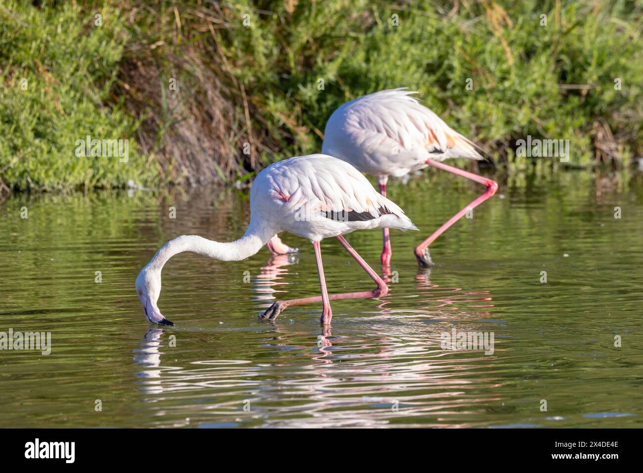 Saintes-Maries-de-la-mer, Bouches-du-Rhône, Provence-Alpes-Côte d'Azur, France. Flamants roses au Parc ornithologique de Pont de Gau. Banque D'Images