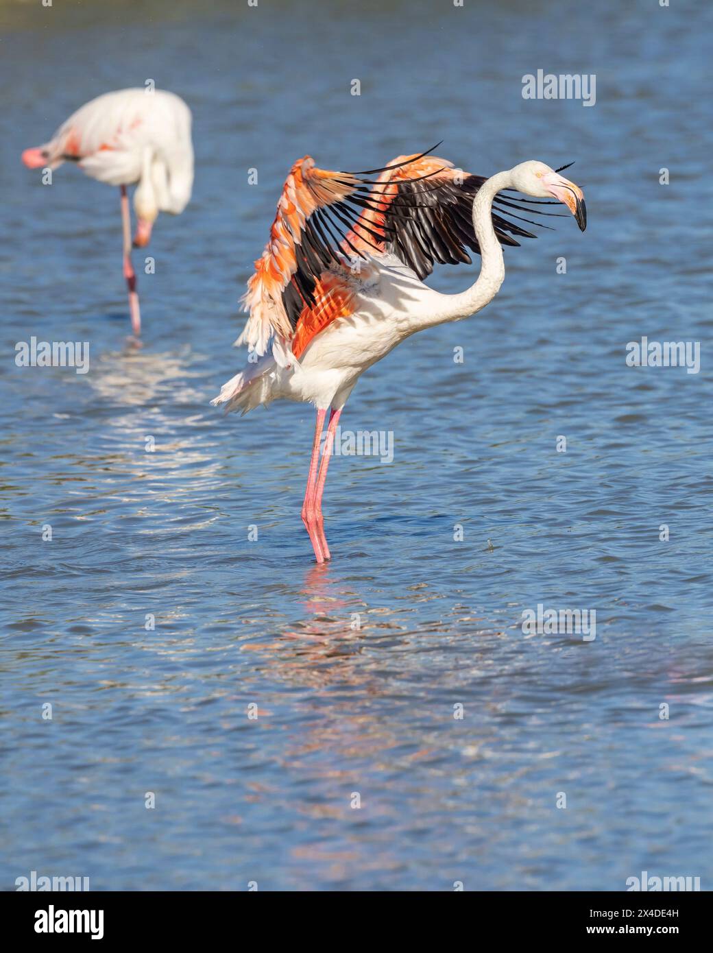 Saintes-Maries-de-la-mer, Bouches-du-Rhône, Provence-Alpes-Côte d'Azur, France. Flamants roses au Parc ornithologique de Pont de Gau. Banque D'Images