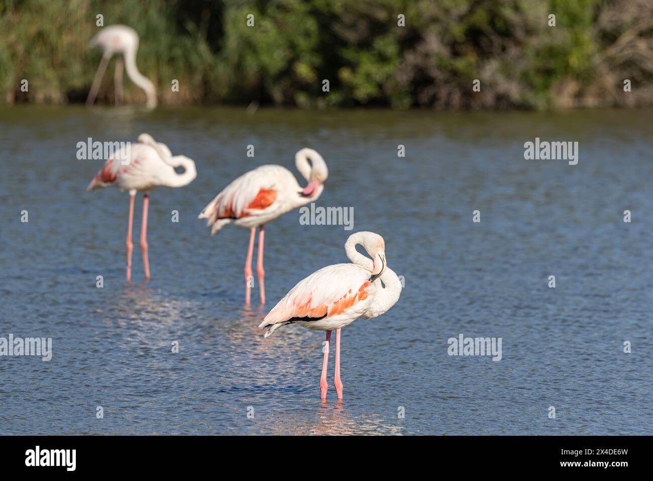 Saintes-Maries-de-la-mer, Bouches-du-Rhône, Provence-Alpes-Côte d'Azur, France. Flamants roses au Parc ornithologique de Pont de Gau. Banque D'Images