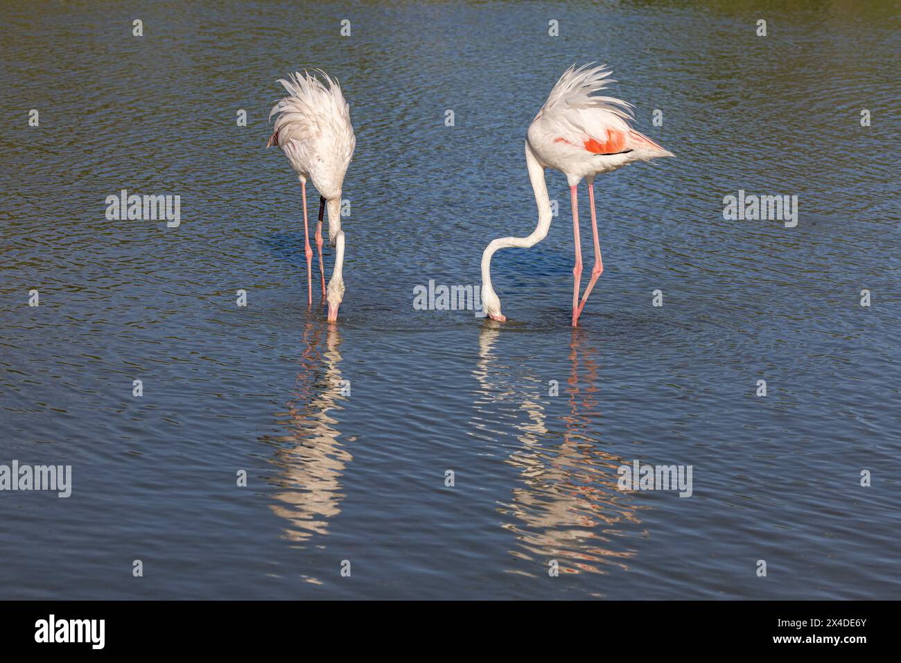 Saintes-Maries-de-la-mer, Bouches-du-Rhône, Provence-Alpes-Côte d'Azur, France. Flamants roses au Parc ornithologique de Pont de Gau. Banque D'Images