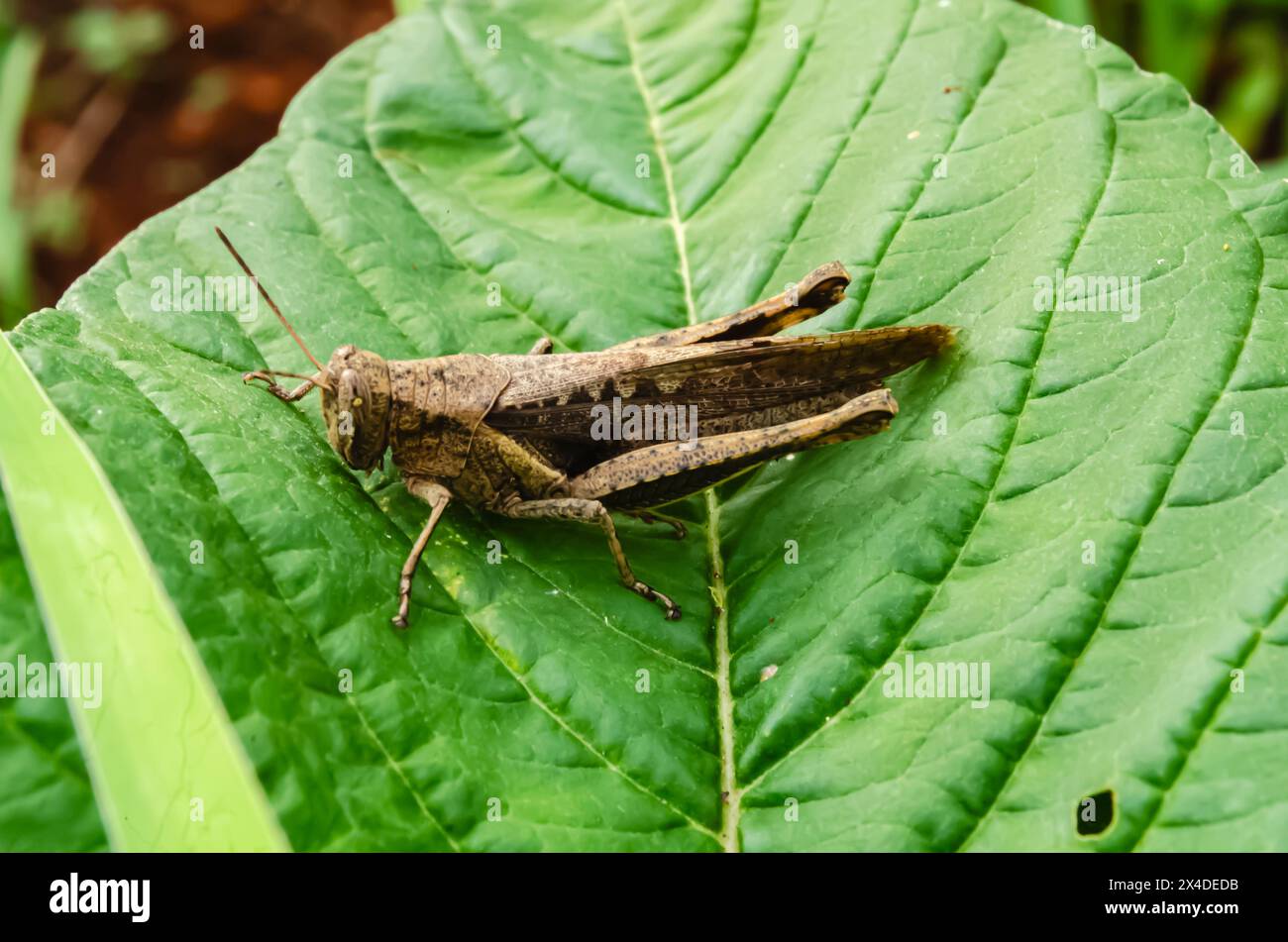 Sauterelle sur Callaloo Leaf Banque D'Images