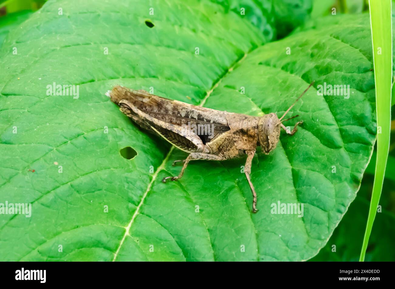 Sauterelle sur Callaloo Leaf Banque D'Images