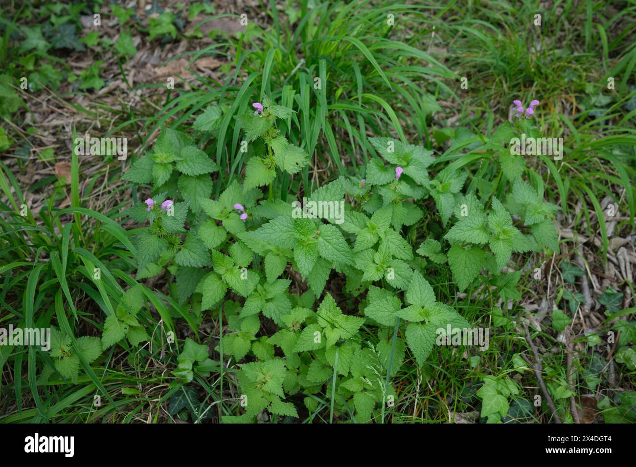 Lamium maculatum en fleurs Banque D'Images