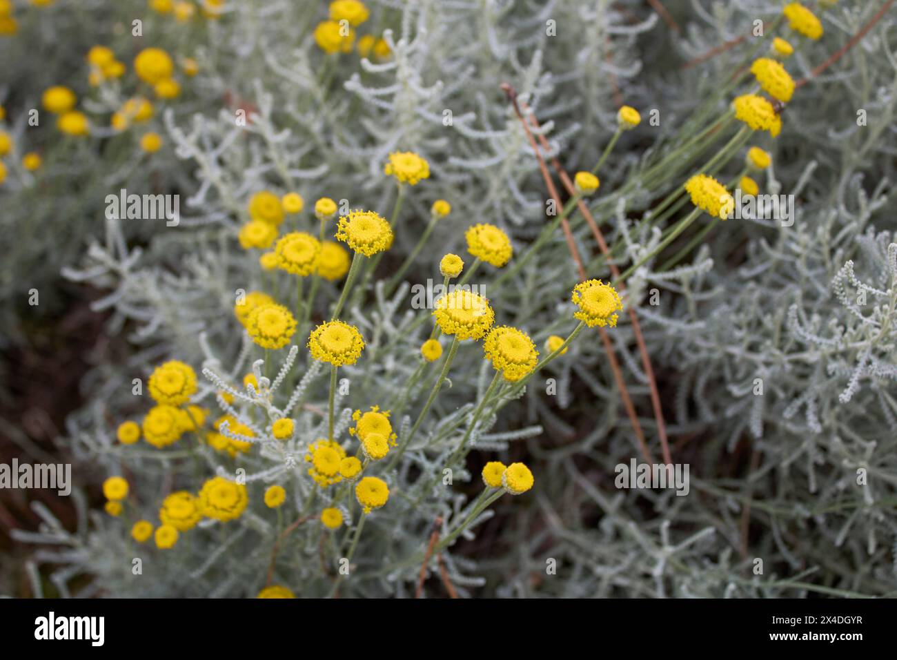 Santolina chamaecyparissus en fleurs Banque D'Images