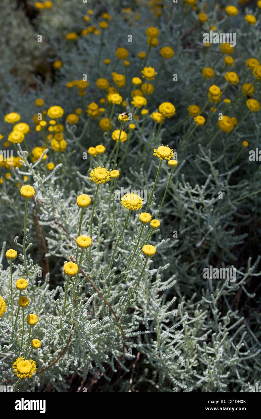 Santolina chamaecyparissus en fleurs Banque D'Images
