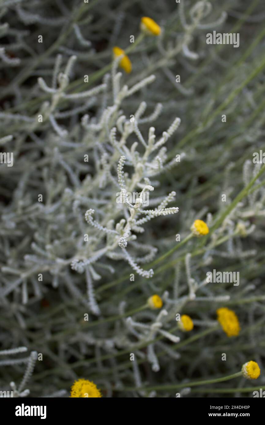 Santolina chamaecyparissus en fleurs Banque D'Images