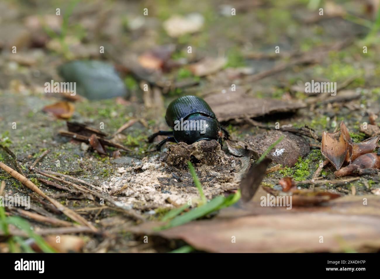 Un insecte arthropode, un coléoptère noir, rampant sur le sol dans l'environnement naturel, entouré de terre, de végétation, d'herbe et d'arbres Banque D'Images