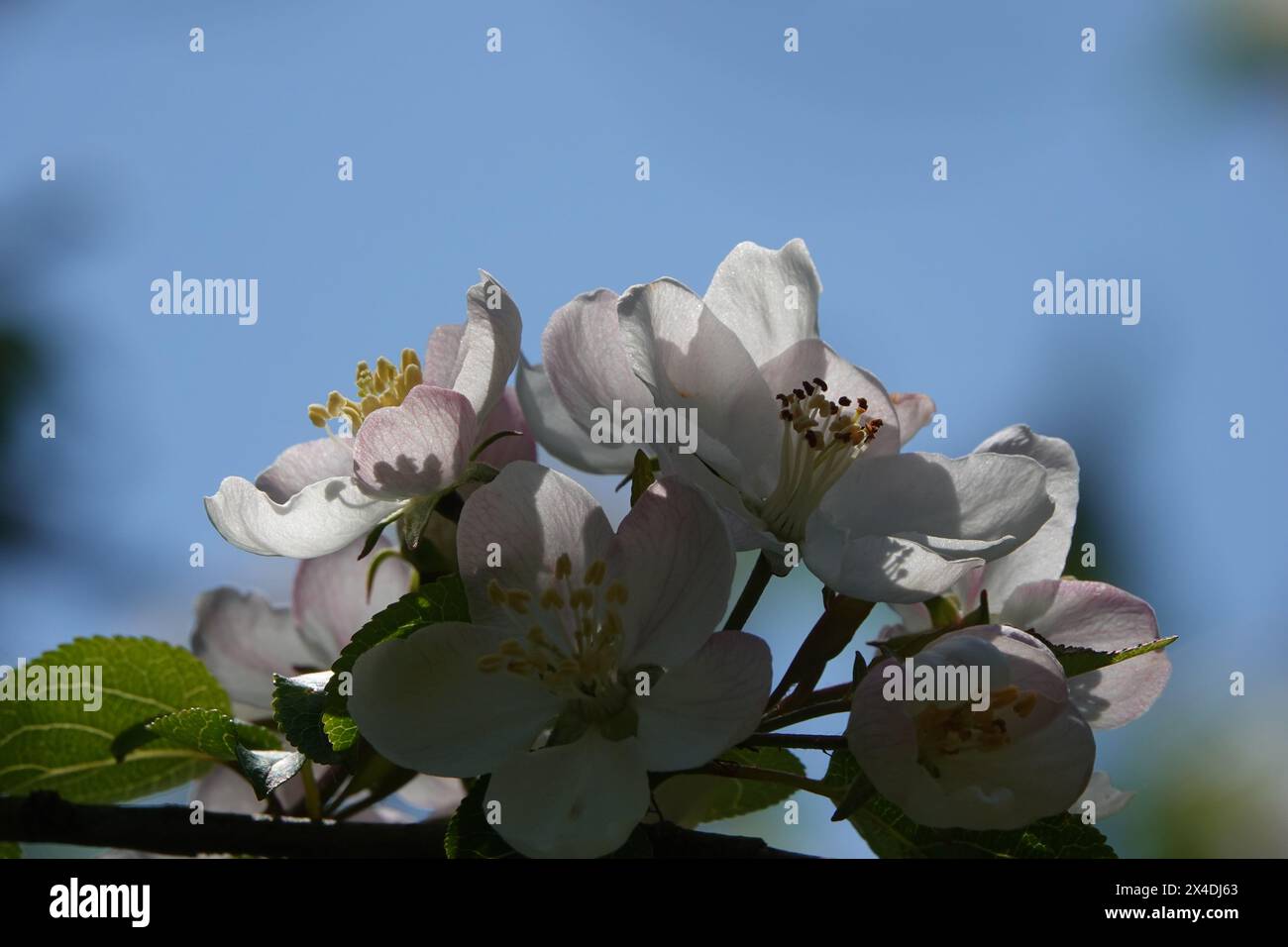 Printemps Royaume-Uni, crabe en fleur de pomme rétro-éclairé Banque D'Images