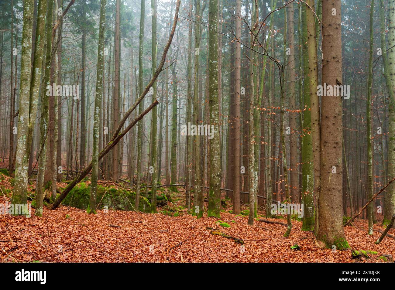 Une forêt bavaroise brumeuse en automne.Parc national de Bayerischer Wald, Bavière, Allemagne. Banque D'Images