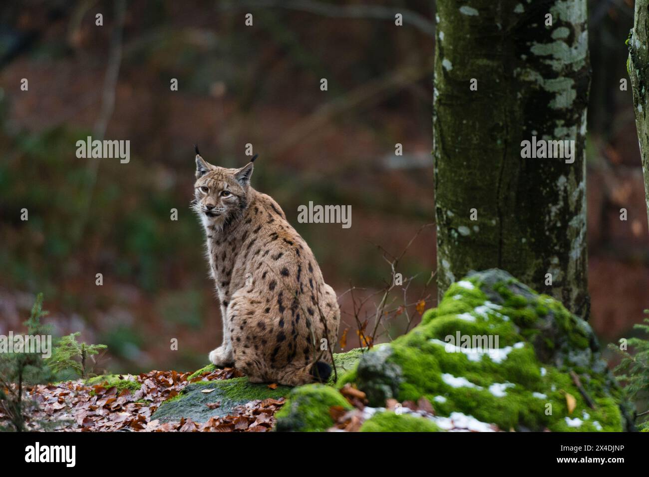 Un lynx européen, assis sur un rocher mousselé et regardant la caméra. Parc national Bayerischer Wald, Bavière, Allemagne. Banque D'Images