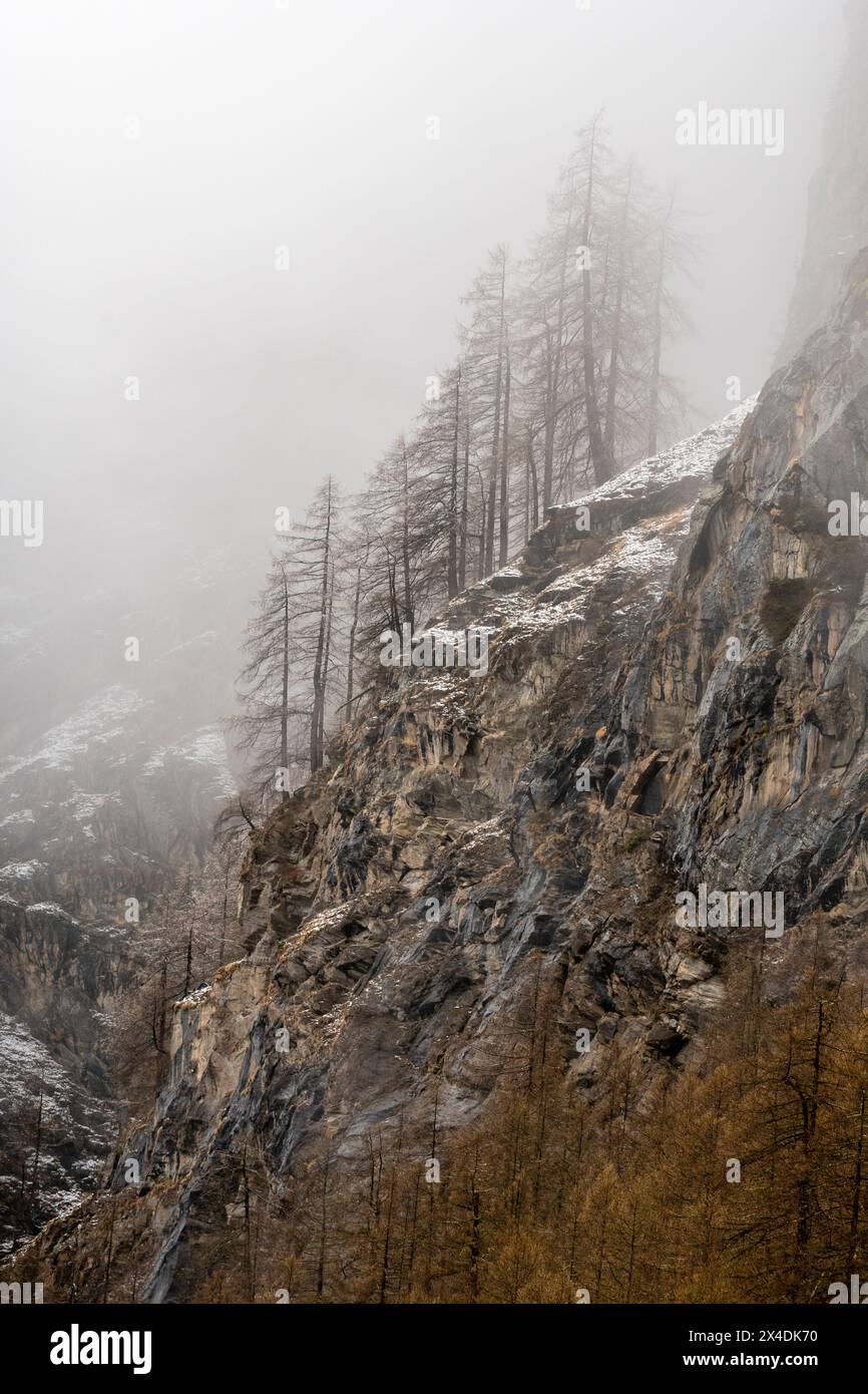 Brouillard sur les arbres à Valsavarenche. Aoste, Parc National du Gran Paradiso, Italie. Banque D'Images