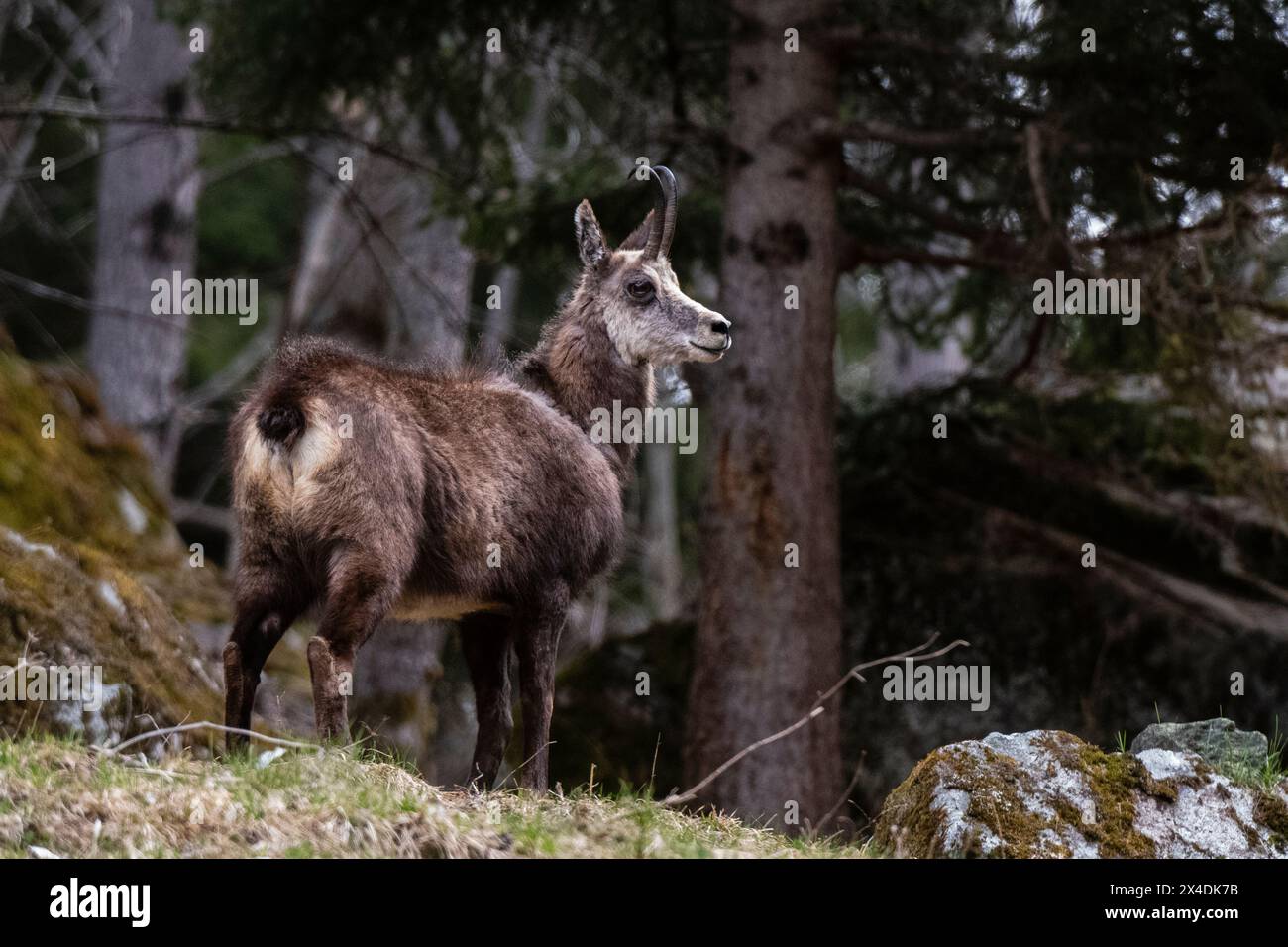 Un chamois alpin, Rupicapra rupicapra, debout dans la forêt. Aoste, Valsavarenche, Parc National du Gran Paradiso, Italie. Banque D'Images