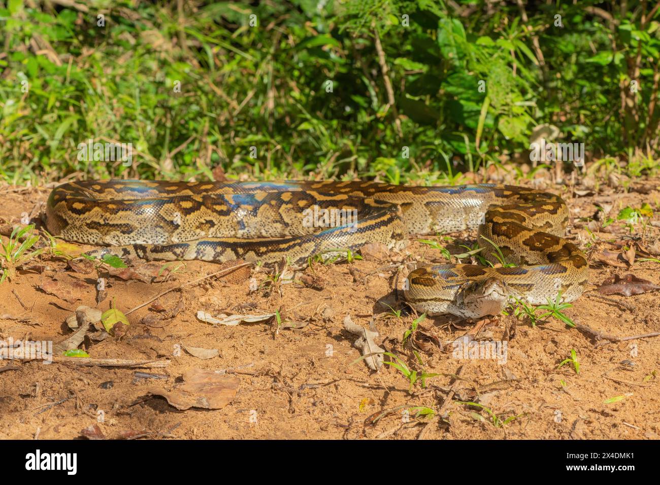 Un beau python d'Afrique australe (Python natalensis) à l'état sauvage Banque D'Images