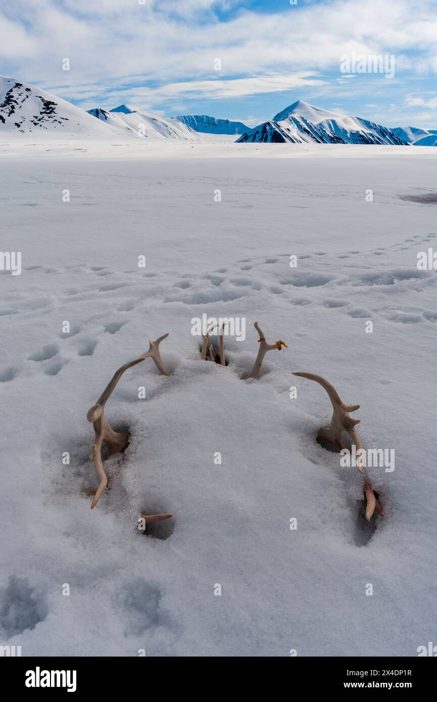 Un cercle de bois de renne dépasse de la neige.Près de Mushamna, île de Spitsbergen, Svalbard, Norvège. Banque D'Images