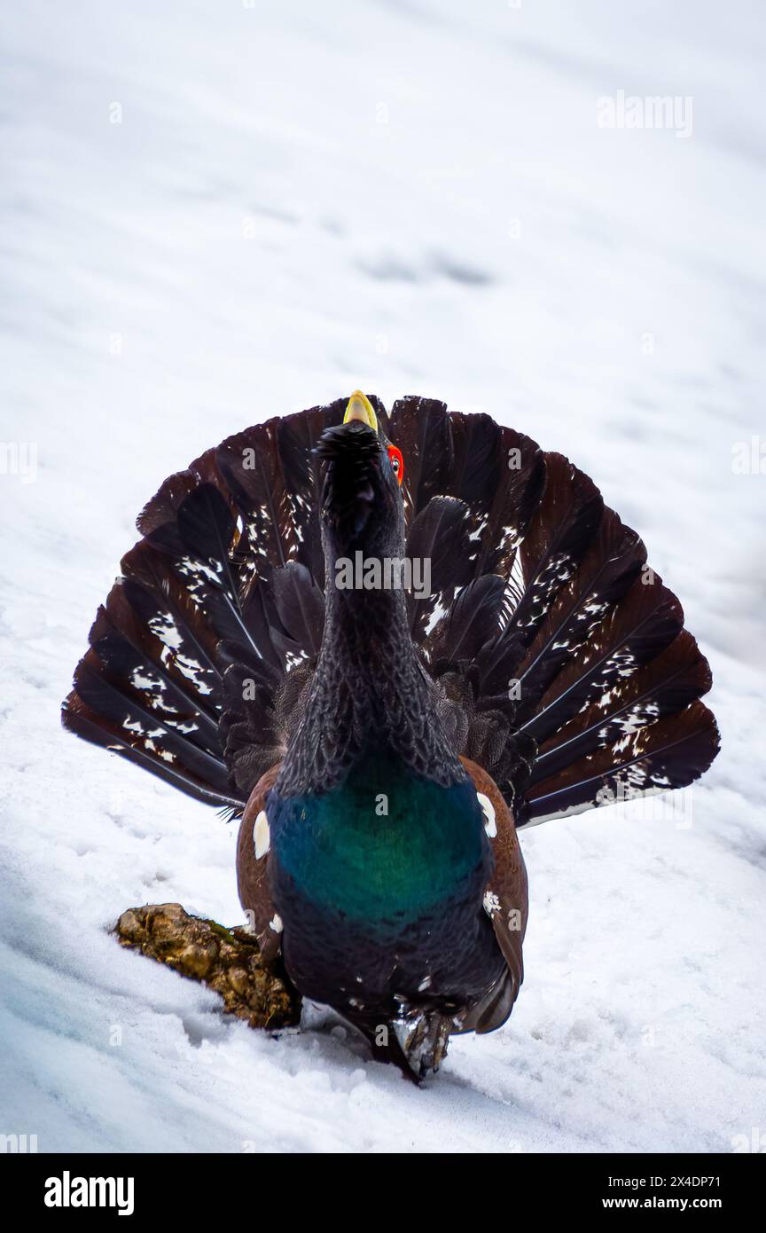 Capercaillie occidental (Tetrao urogallus). Coq de montagne dans une forêt sauvage pendant leur saison de reproduction dans les Carpates, Roumanie. Banque D'Images