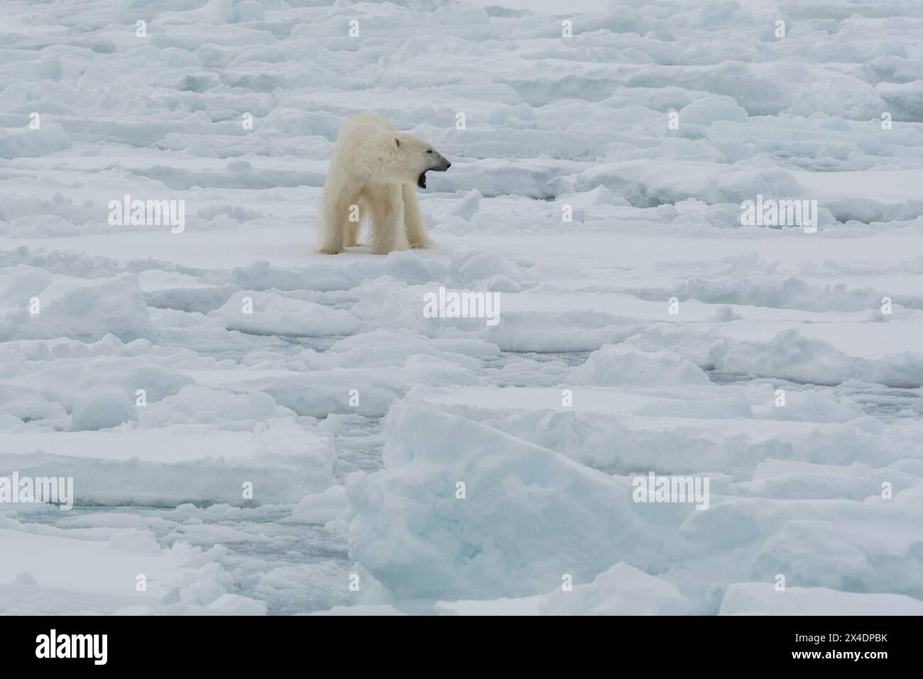 Ours polaire, Ursus maritimus, debout sur la calotte glaciaire polaire de l'océan Arctique Banque D'Images