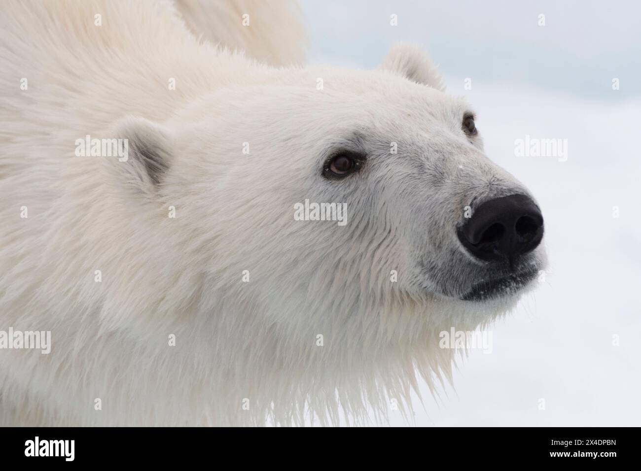 Portrait rapproché d'un ours polaire, Ursus maritimus, sur la banquise. Calotte glaciaire polaire nord, océan Arctique Banque D'Images