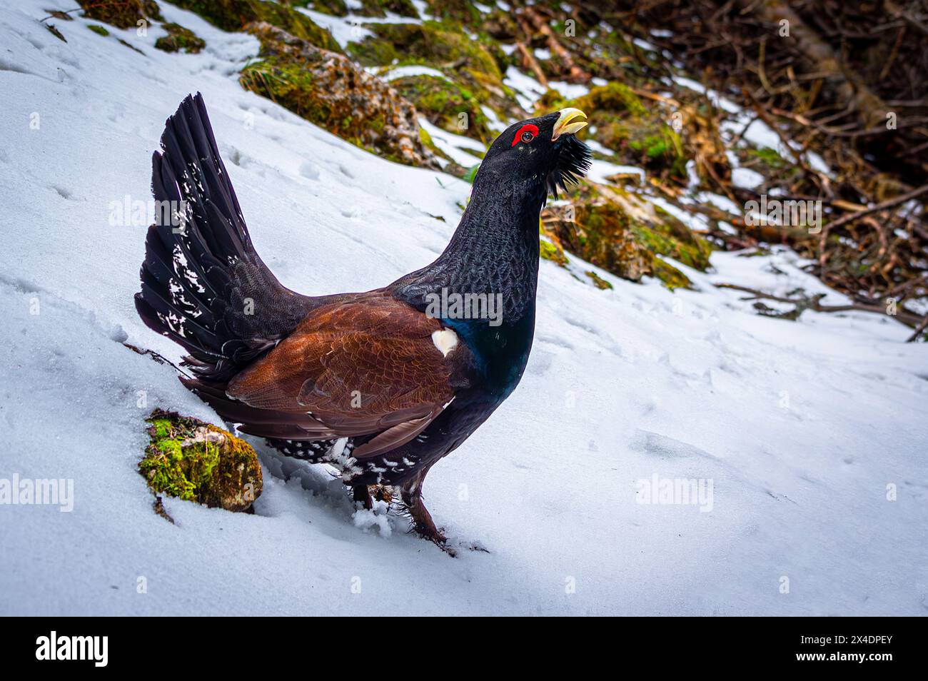 Capercaillie occidental (Tetrao urogallus). Coq de montagne dans une forêt sauvage pendant leur saison de reproduction dans les Carpates, Roumanie. Banque D'Images