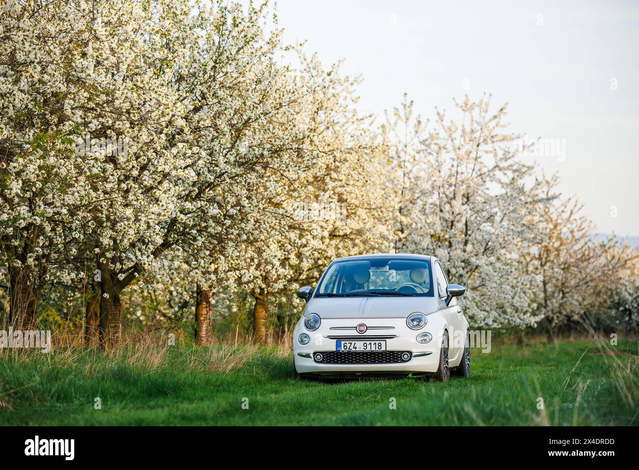 Buchlovice, République tchèque - 6 avril 2024 : Fiat 500 voiture garée sous des cerisiers en fleurs pendant un voyage à la campagne. Voyage au printemps en voiture compacte Banque D'Images