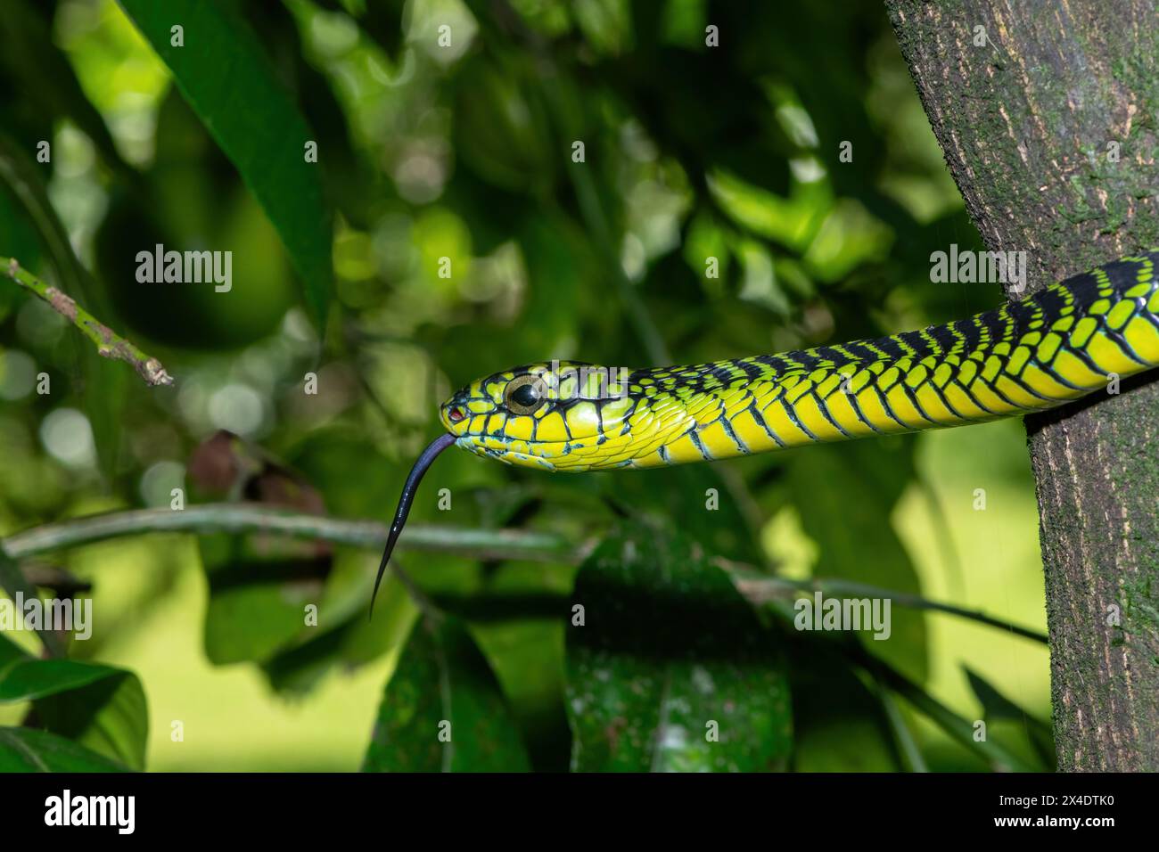 Les couleurs vives d'un boomslang mâle adulte très venimeux (Dispholidus typus), également connu sous le nom de serpent d'arbre ou serpent d'arbre africain Banque D'Images