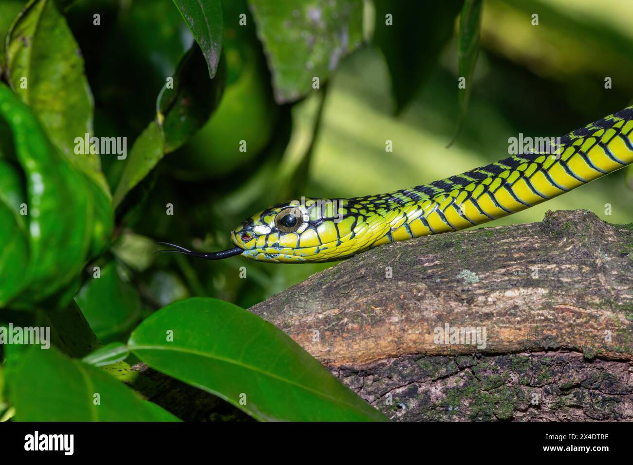 Les couleurs vives d'un boomslang mâle adulte très venimeux (Dispholidus typus), également connu sous le nom de serpent d'arbre ou serpent d'arbre africain Banque D'Images