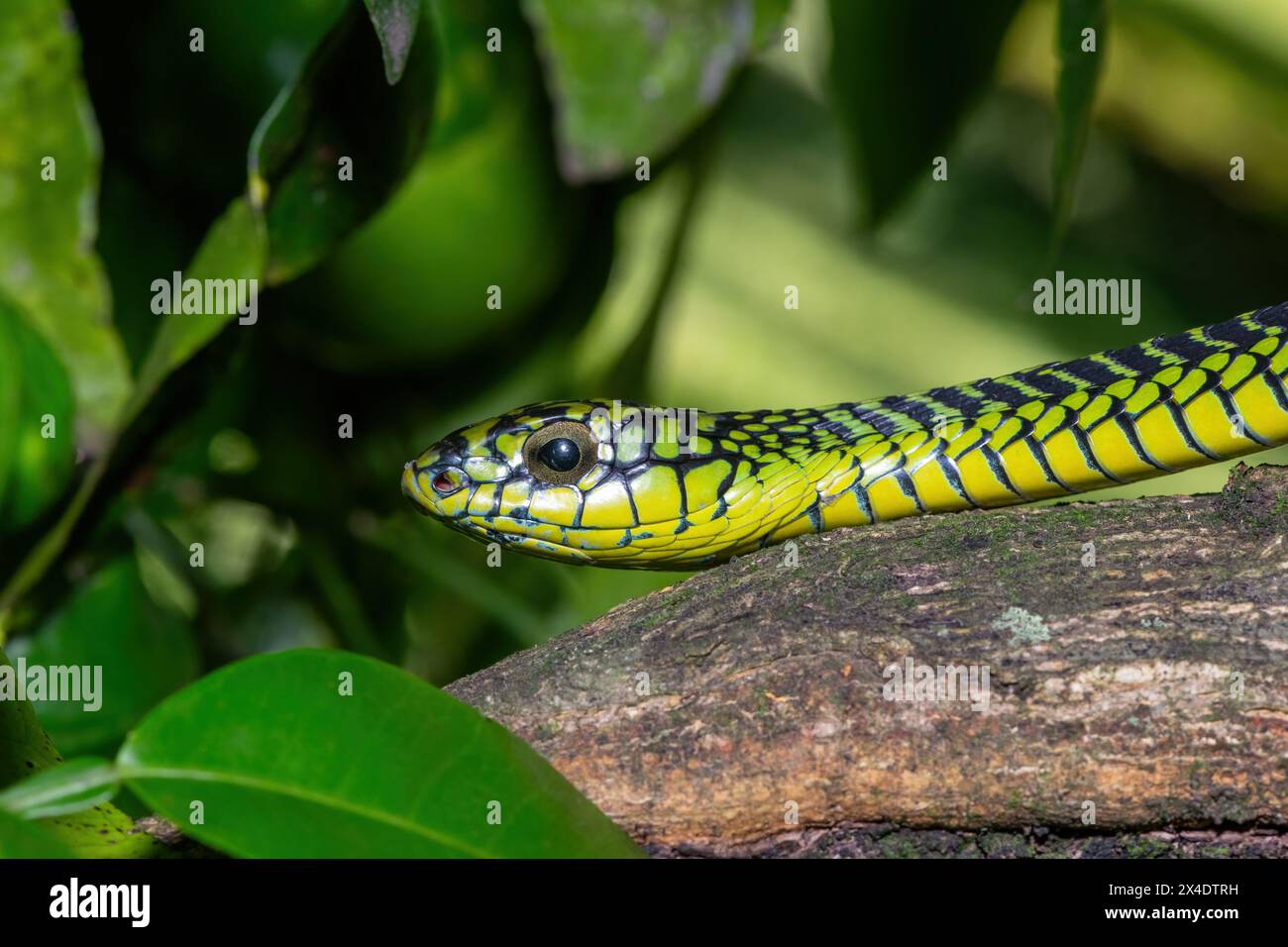 Les couleurs vives d'un boomslang mâle adulte très venimeux (Dispholidus typus), également connu sous le nom de serpent d'arbre ou serpent d'arbre africain Banque D'Images