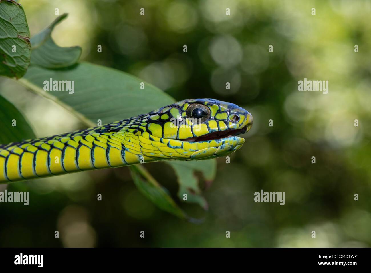 Les couleurs vives d'un boomslang mâle adulte très venimeux (Dispholidus typus), également connu sous le nom de serpent d'arbre ou serpent d'arbre africain Banque D'Images