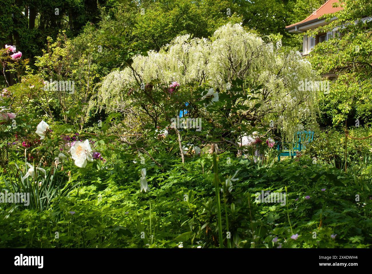 Fleurs et plantes autour d'un wisteria un jour de printemps dans les jardins Hermannshof à Weinheim, Allemagne. Banque D'Images